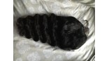 Uglam Clearence 360 Lace Front Loose Wave Wig 250% Density